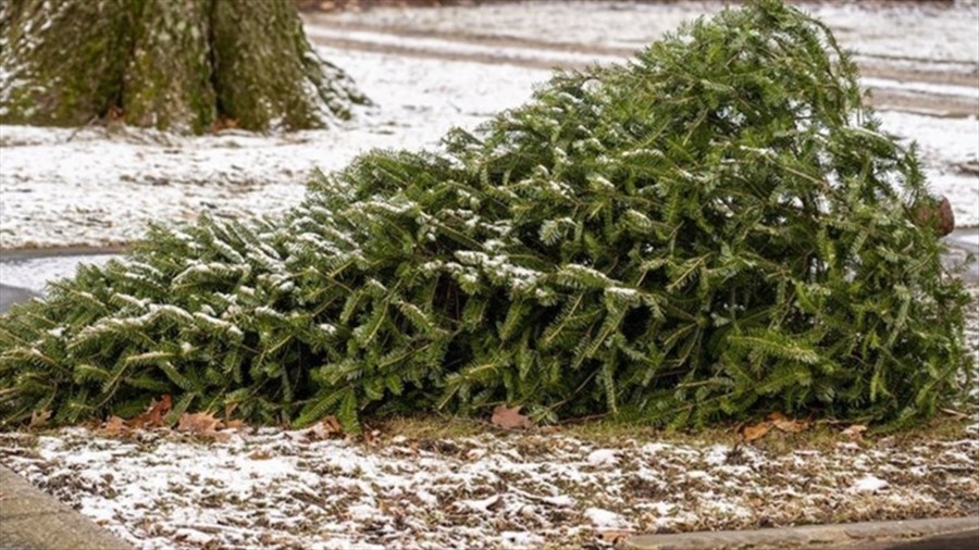 Offrez une deuxième vie à votre sapin de Noël