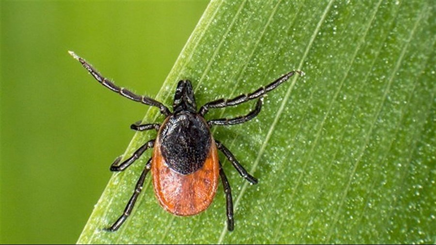 Laurentides : Élargissement de la zone à risque de la maladie de Lyme