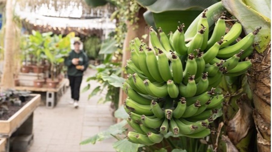 Une productrice de Saint-Eustache cultive bananes et autres fruits exotiques en serre